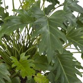LEAF HOME - Philodendron Xanadu - Vers Van De Kweker - ↨ 70cm - ⌀ 27cm