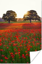 Bloemenweide met rode klaprozen 60x90 cm / Bloemen Poster