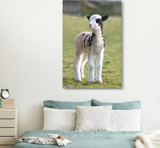 Petite toile blanche avec agneau noir dans l'herbe 120x180 cm - Tirage photo sur toile (Décoration murale salon / chambre) / Animaux de la ferme Peintures sur toile XXL / Grand format!