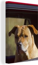 Un Staffordshire Bull Terrier dans une voiture rouge Toile 120x180 cm - Tirage photo sur Toile (Décoration murale salon / chambre) / Animaux domestiques Peintures sur toile XXL / Groot format!