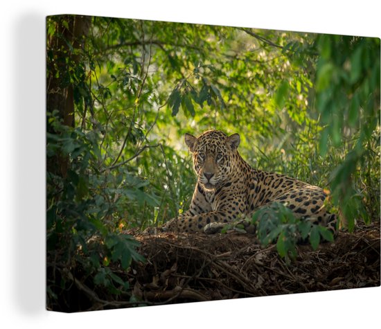 Gedetailleerd canvas van een jaguar die rust in een weelderige, zonovergoten jungle.