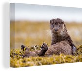 Toile de loutre écossaise 2cm