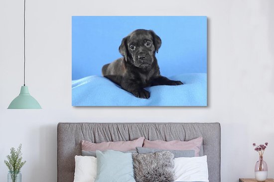 Tableau sur toile Chiot Labrador sur couverture bleue - 150x100 cm - Décoration murale