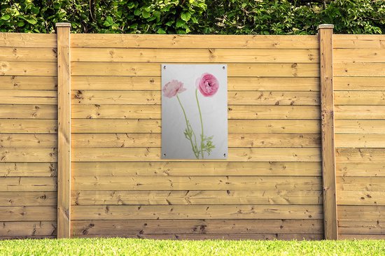Tuinposter 60x90 cm - Tuindecoratie Roze boterbloemen met een witte achtergrond - Poster voor in de tuin - Buiten decoratie - Schutting tuinschilderij - Tuindoek muurdecoratie - Wanddecoratie balkondoek