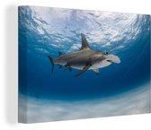 Un requin marteau dans une mer claire 30x20 cm - petit - Tirage photo sur toile (Décoration murale salon / chambre)