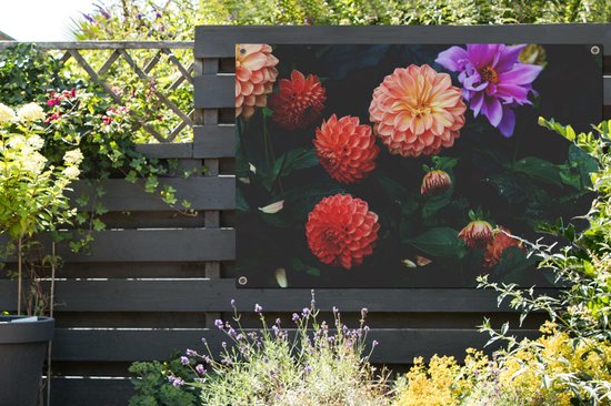 Dahlias avec différentes couleurs d'affiche de jardin en vrac