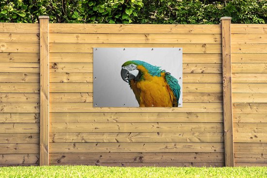 Affiche de jardin perroquet devant un fond blanc toile en vrac 120x80 cm - Toile de jardin / Toile d'extérieur / Peintures d'extérieur (décoration de jardin)