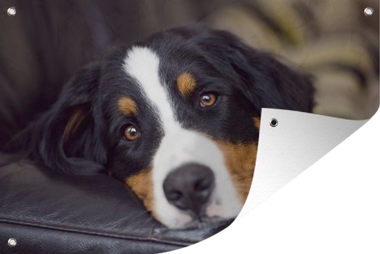Tuinposter - Tuindoek - Tuinposters Buiten - Een Berner Sennenhond Liggend Op De Bank 120x80 Cm Tuin