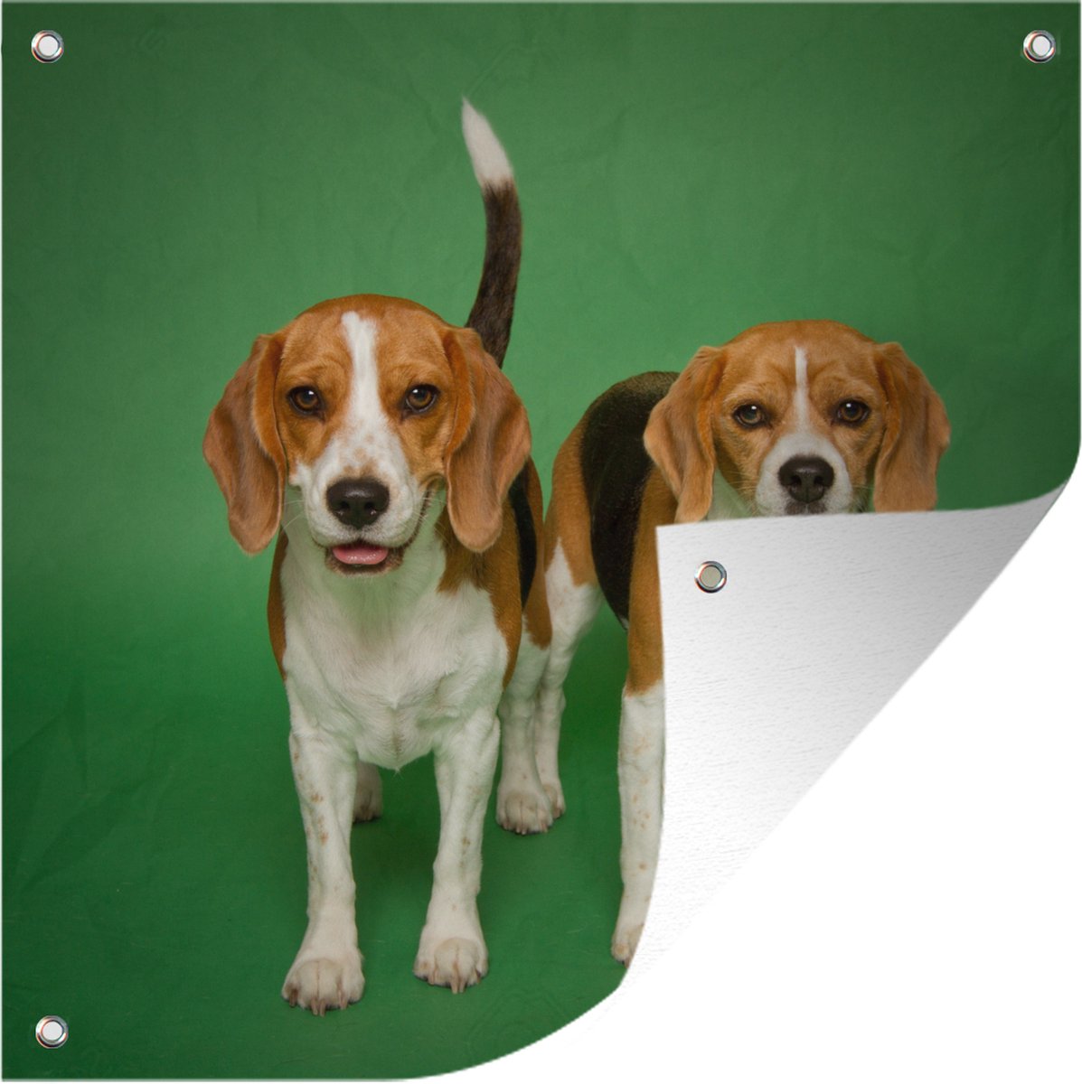 Tuindoek Twee mooie Beagles op een groene achtergrond - 100x100 cm op Prijzenvolger.com