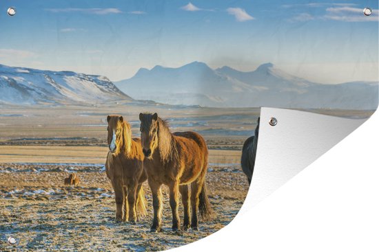 IJslander paarden in een winters berglandschap