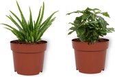 Set van 2 Kamerplanten - Aloë Vera & Coffea Arabica - ±  25cm hoog - 12cm diameter