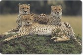 Muismat Cheeta - Drie cheetahs op de savanne muismat rubber - 27x18 cm - Muismat met foto