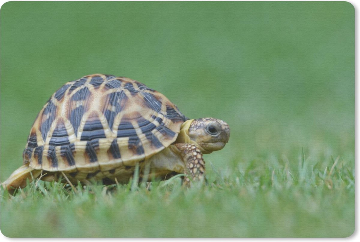 Muismat Schildpad - Schildpad op gras muismat rubber - 27x18 cm - Muismat met foto