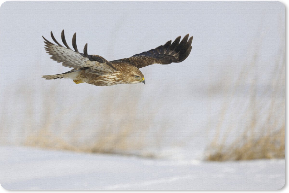Muismat Buizerd - Buizerd in vlucht vlak over besneeuwde grond in een winterlandschap muismat rubber - 27x18 cm - Muismat met foto