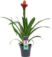 Mama's Planten - Guzmania Mixxta - Bromelia - Oranje - Bloeiende Kamerplant - Geeft Sfeer En Zuurstof - ↨ 60cm - ⌀ 13cm
