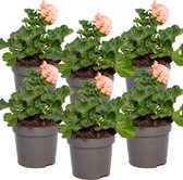 Geranium Staand | Pelargonium per 8 stuks zalm roze - Buitenplant in kwekerspot ⌀10.5 cm - 25 cm