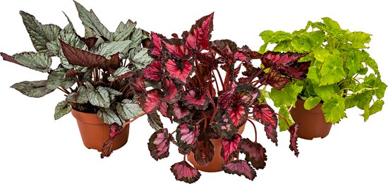 Bloomique - Set van 3 - Begonia Beleaf - Bladbegonia - Kamerplanten - Hoogte 25-35 cm - Pot 12 cm