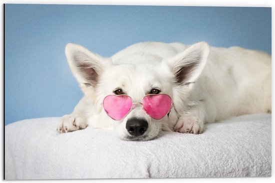 Dibond - Liggende Hond met Roze Bril - 60x40cm Foto op Aluminium (Met Ophangsysteem)