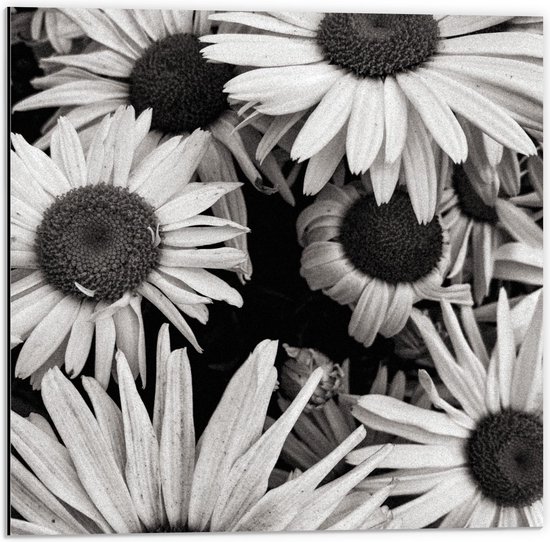 Dibond - Zwart - Wit Foto van Zonnenbloemen - 50x50cm Foto op Aluminium (Wanddecoratie van metaal)