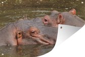 Tuindecoratie Nijlpaard - Water - Natuur - 60x40 cm - Tuinposter - Tuindoek - Buitenposter