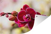 Muurdecoratie Close-up van rode orchideeën tegen een vervaagde achtergrond - 180x120 cm - Tuinposter - Tuindoek - Buitenposter