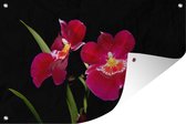 Tuindecoratie Rode orchideeën tegen een zwarte achtergrond - 60x40 cm - Tuinposter - Tuindoek - Buitenposter