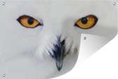 Muurdecoratie Close-up beeld van een sneeuwuil - 180x120 cm - Tuinposter - Tuindoek - Buitenposter