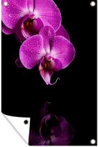 Muurdecoratie Twee paarse orchideeën tegen een zwarte achtergrond - 120x180 cm - Tuinposter - Tuindoek - Buitenposter