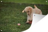Tuinposter - Tuindoek - Tuinposters buiten - Puppy speelt met bal - 120x80 cm - Tuin
