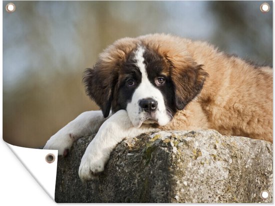 Tuinposter Sint Bernard