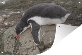 Muurdecoratie Pinguïn - Steen - Slaap - 180x120 cm - Tuinposter - Tuindoek - Buitenposter