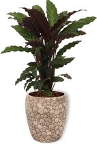 Kamerplant Calathea Wavestar - ± 60cm hoog – 19cm diameter in creme kleurige pot
