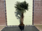 Palmboom - Trachycarpus Fortunei -  stamhoogte 80 -100 cm