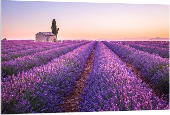 Dibond - Huisje in Lavendelveld  - 120x80cm Foto op Aluminium (Wanddecoratie van metaal)