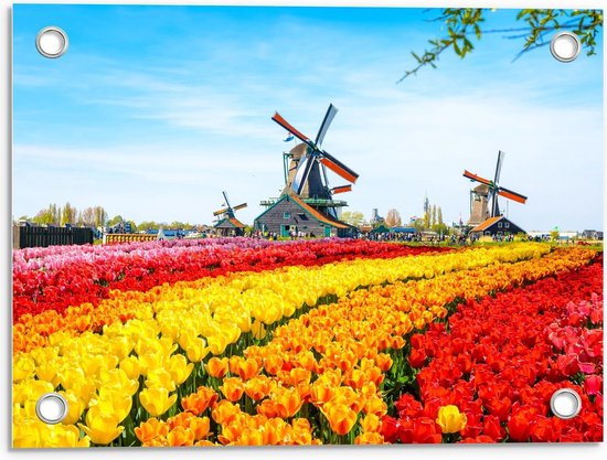 Tuinposter – Kleurrijke Tulpenvelden met Molens - 40x30cm Foto op Tuinposter  (wanddecoratie voor buiten en binnen)