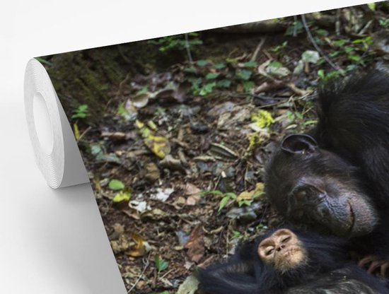 Papier peint photo peint photo vinyle - Famille Chimpanzé endormi largeur 390 cm x hauteur 260 cm - Tirage photo sur papier peint (disponible en 7 tailles)