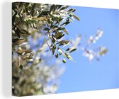 Branches de l'olivier en France 120x80 cm - Tirage photo sur toile (Décoration murale salon / chambre)