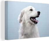 Gros plan d'un chien blanc sur fond bleu 90x60 cm - Tirage photo sur toile (Décoration murale salon / chambre) / Peintures sur toile Animaux domestiques