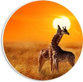 Forex Wandcirkel - Knuffelende Giraffen in de Natuur bij de Zon - 20x20cm Foto op Wandcirkel (met ophangsysteem)