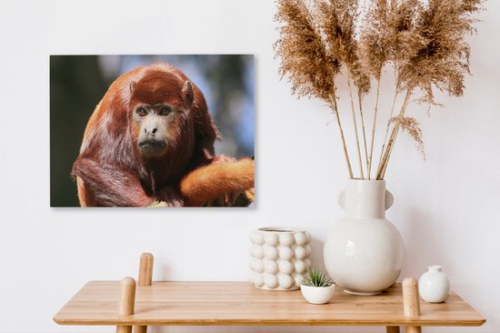 Gros plan singe hurleur rouge 40x30 cm - petit - tirage photo sur toile (Décoration murale salon / chambre) / animaux sauvages Peintures sur toile