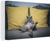 Chat paresseux sur toile canapé 2cm 180x120 cm - Tirage photo sur toile (Décoration murale salon / chambre) / Animaux domestiques Peintures sur toile XXL / Groot format!