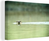 Canvas Schilderij Otter zwemt in water - 120x80 cm - Wanddecoratie