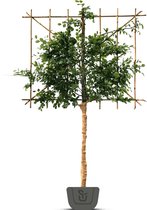 Leibeuk groen als leiboom | Fagus sylvatica | Stamomtrek: 8-10 cm | Stamhoogte: 180 cm | Rek: 120 cm
