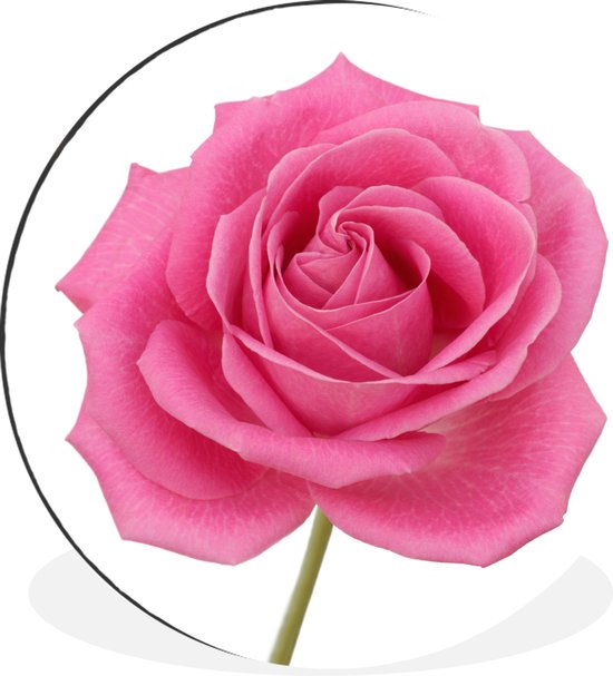 WallCircle - Wandcirkel - Muurcirkel - Close-up van enkele roze roos op witte achtergrond - Aluminium - Dibond - ⌀ 30 cm - Binnen en Buiten