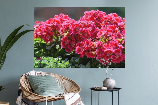 Sticker Muursticker Géranium - Fleurs de géranium rouge au jardin - 90x60 cm - film adhésif autocollant - sticker mural repositionnable