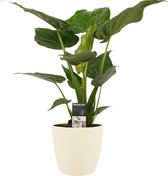 FloriaFor - Alocasia Cucullata - Elho Brussels Soap - - ↨ 65cm - ⌀ 19cm