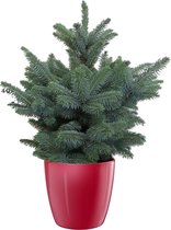 Mama's Planten - Picea Pungens - Blauwspar - Super Blue - ELHO Pot Brussels Diamond Red - Kerstboom- ↨ 50cm - ⌀ 30cm