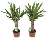 FloriaFor - Yucca - - ↨ 40cm - ⌀ 12cm
