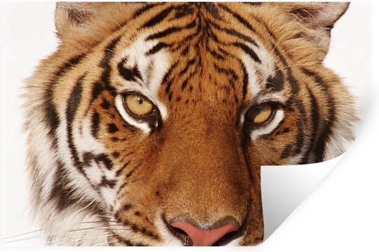 Muursticker Tigre sur fond blanc - Vue rapprochée du tigre sur fond blanc - 90x60 cm - film adhésif autocollant - sticker mural repositionnable
