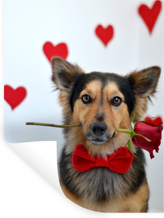 Sticker Muursticker Animaux avec roses - Chien avec rose rouge dans la bouche - 60x80 cm - film adhésif autocollant - sticker mural repositionnable